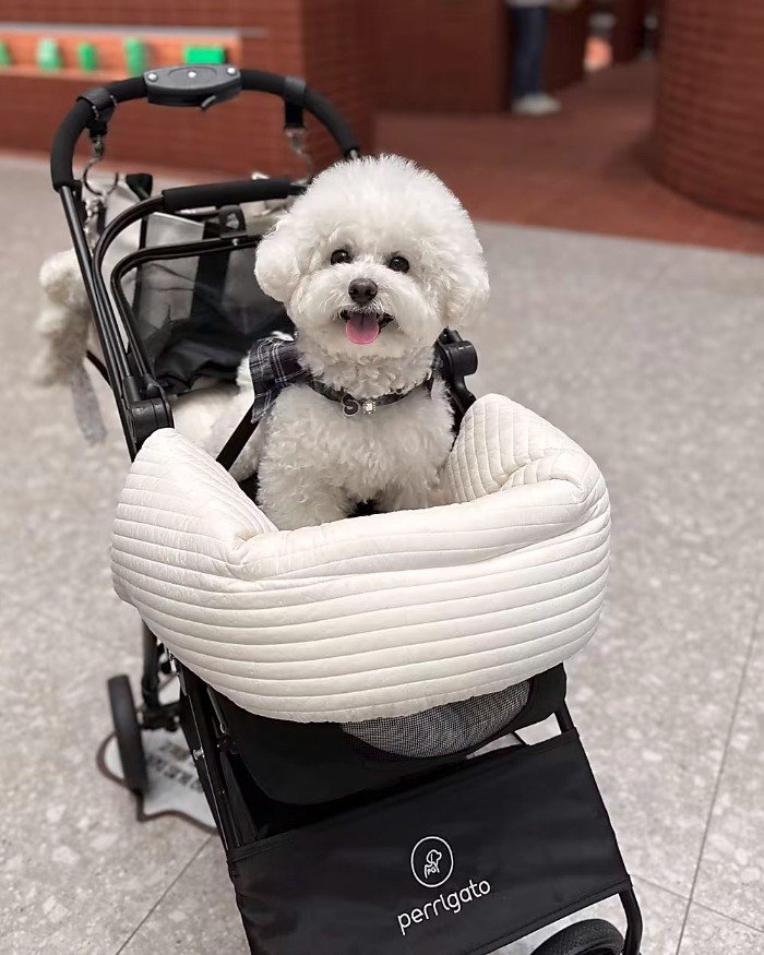 Nation With Lowest Birthrate Is Rocked by Soaring Sales of Dog Strollers