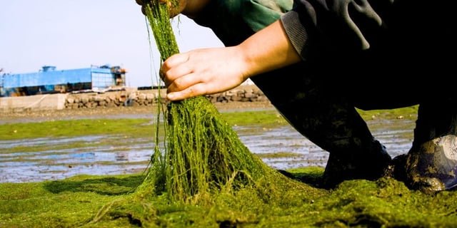 Gamtae seaweed