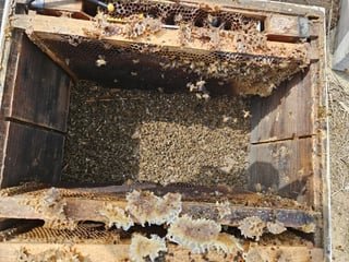 ‘This year has been devastating’: Korea’s erratic weather decimates bee colonies