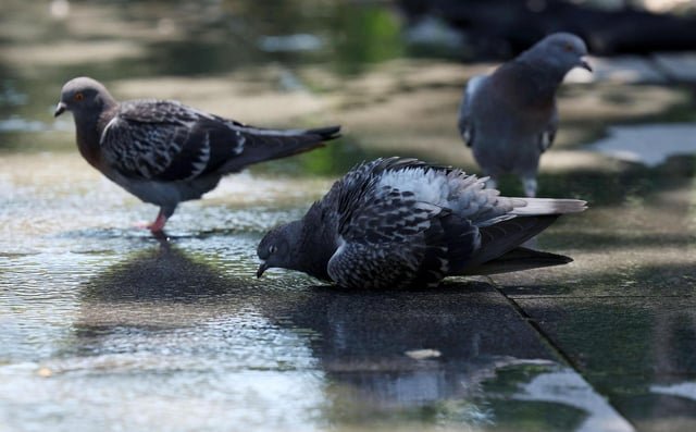 Seoul to enforce pigeon feeding ban in parks from July, fines up to $673