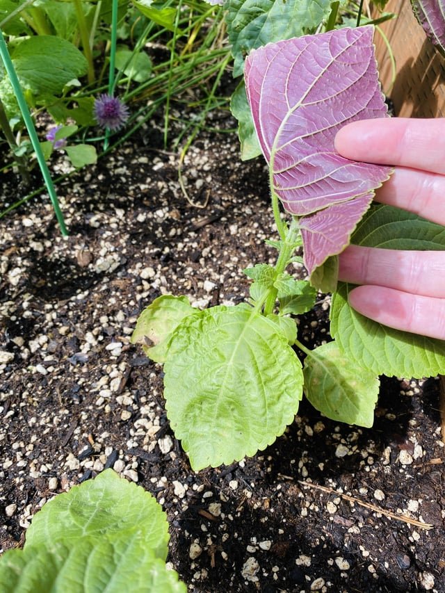 Purple Perilla