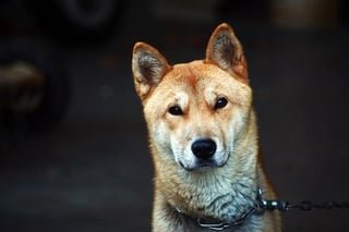 Owner of dog killed by two off-duty soldiers, one civilian with BB guns claims family received death threats from suspect’s relatives