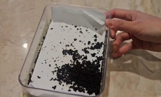 Food safety authorities antsy over use of ants as garnish at restaurant