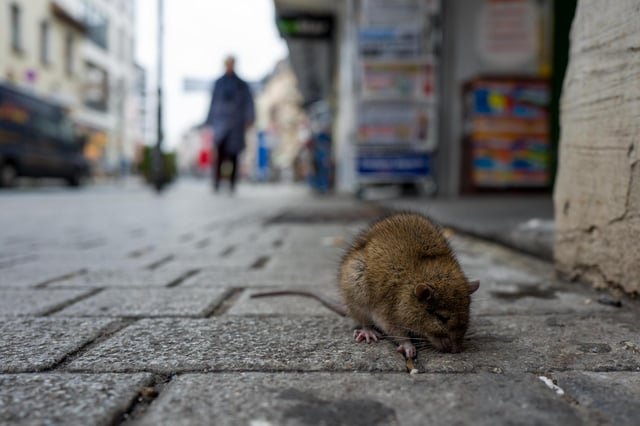 Rats, long unseen in Seoul, emerge from the shadows