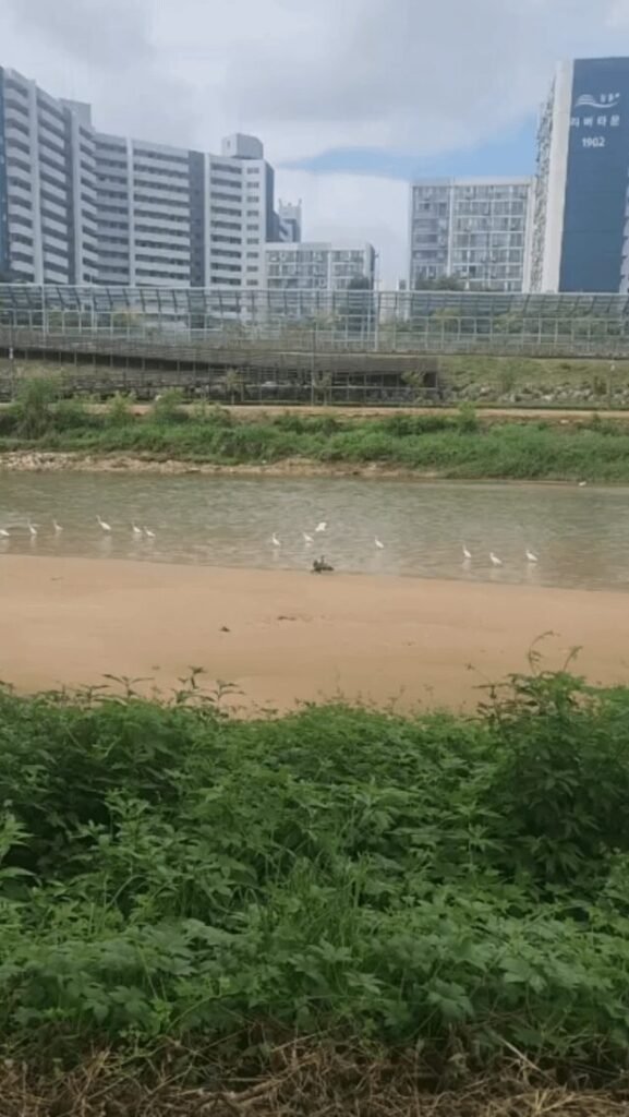 A white heron has arrived at Jungnangcheon Stream in Seoul.