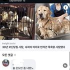 Dog meat in Korea