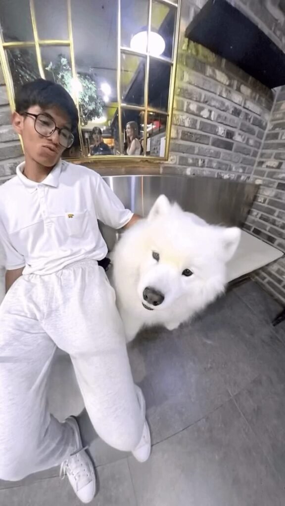 Visited the Samoyed cafe :3 [Seoul]