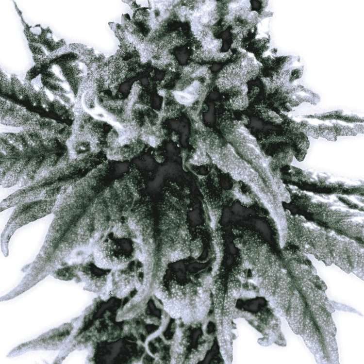 Airy (애리) : B,U.D