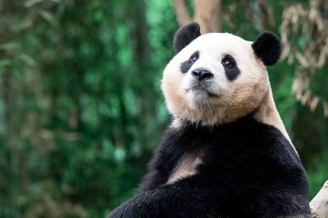 President’s panda request revives debate over animal diplomacy