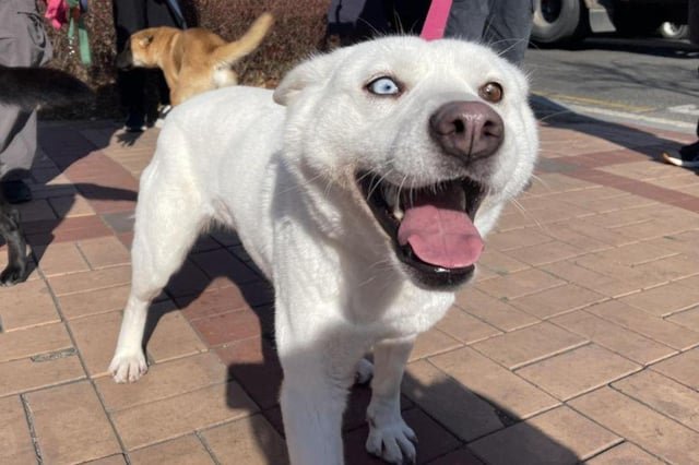 Dog meat ban nears as fate of half million dogs unclear