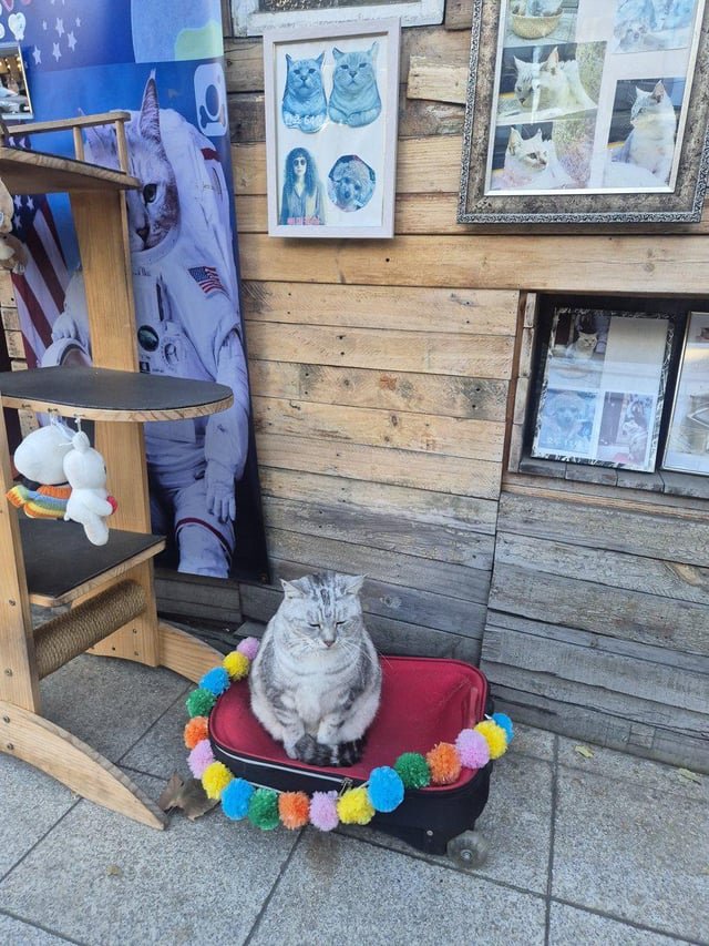 Where in Seoul is this cat?