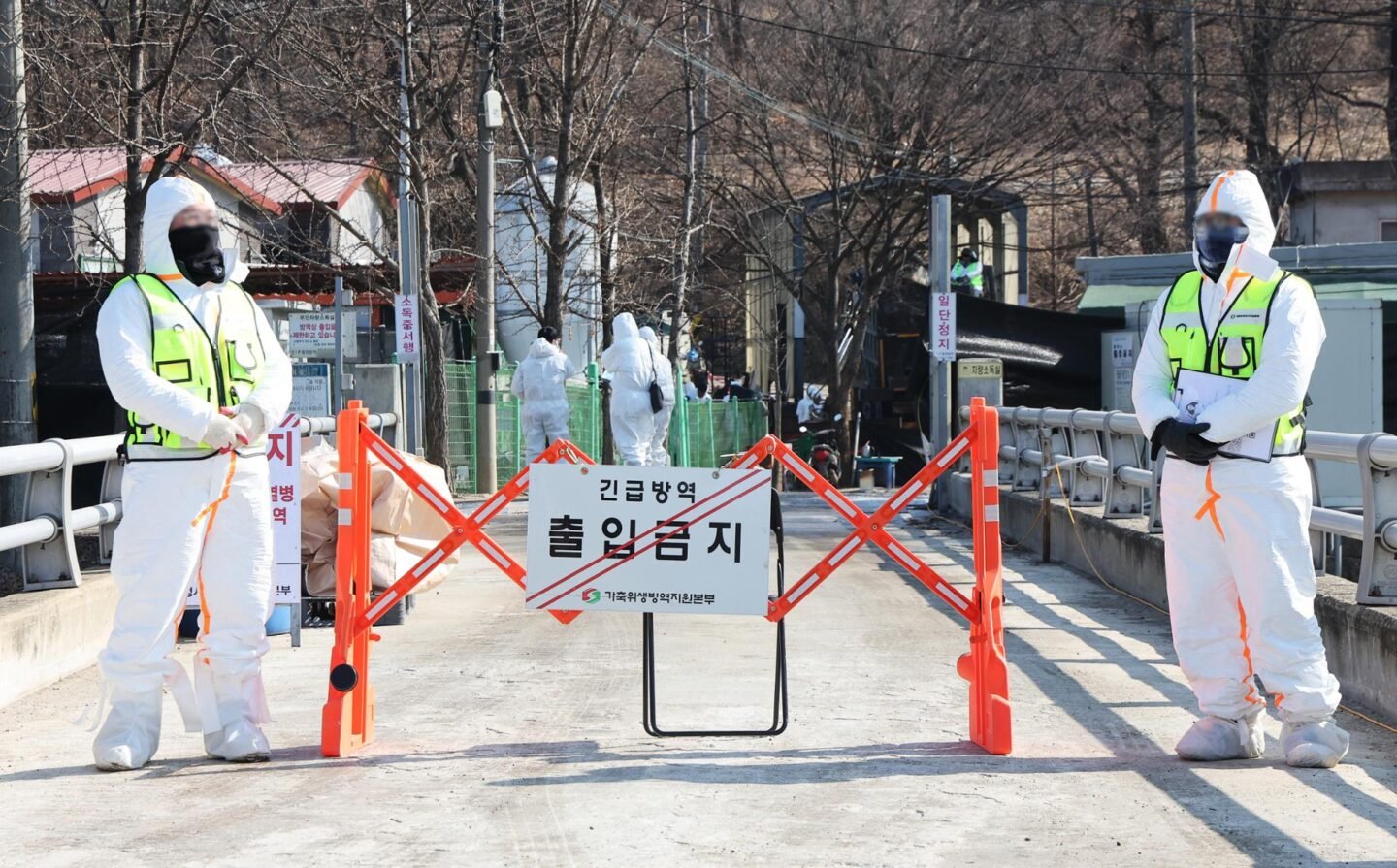 Korea reports 3 new African swine fever cases; total now at 14