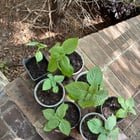 Kkaennip’s coming soon 😎