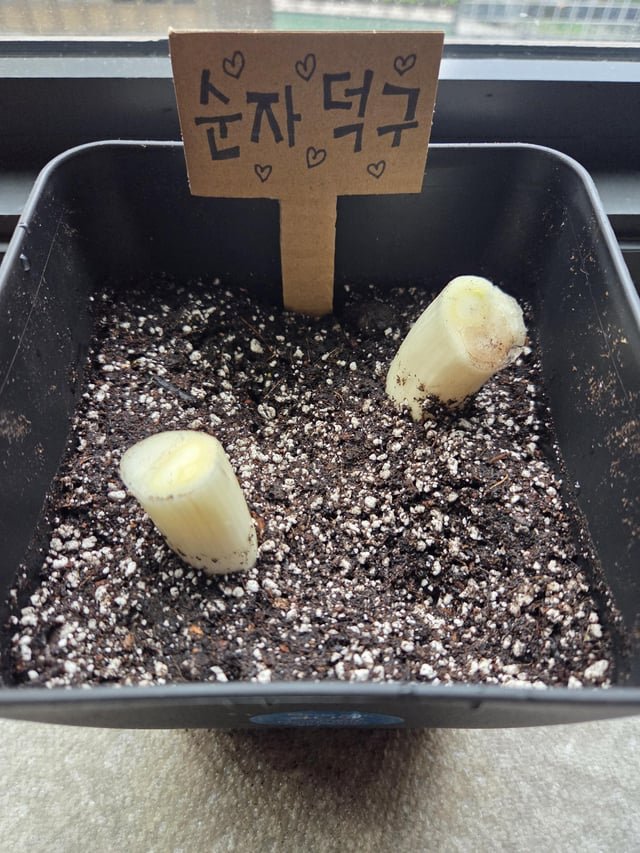 Essential for Korean food! Starting my green onion journey.