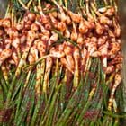 Have you ever tried green onion kimchi? ^^ It tastes really good with plain white rice~