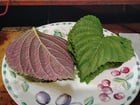 I harvested some of my Perilla leaves from my garden to make some Kkaennip Ssambap