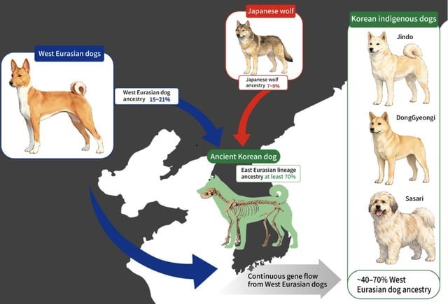 Korea-Japan research team completes first full genome sequencing of ancient dogs from Korean Peninsula