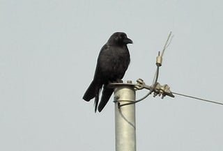 Beware of making foes of seasonally nesting crows: Environment Ministry warns