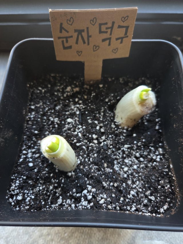 K-Food Ingredient Update: The incredible progress of Sun-ja and Deok-gu on Day 4. Grow well!