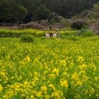 South Korea, 2026 — a few photographs from Seoul and Jeju.
