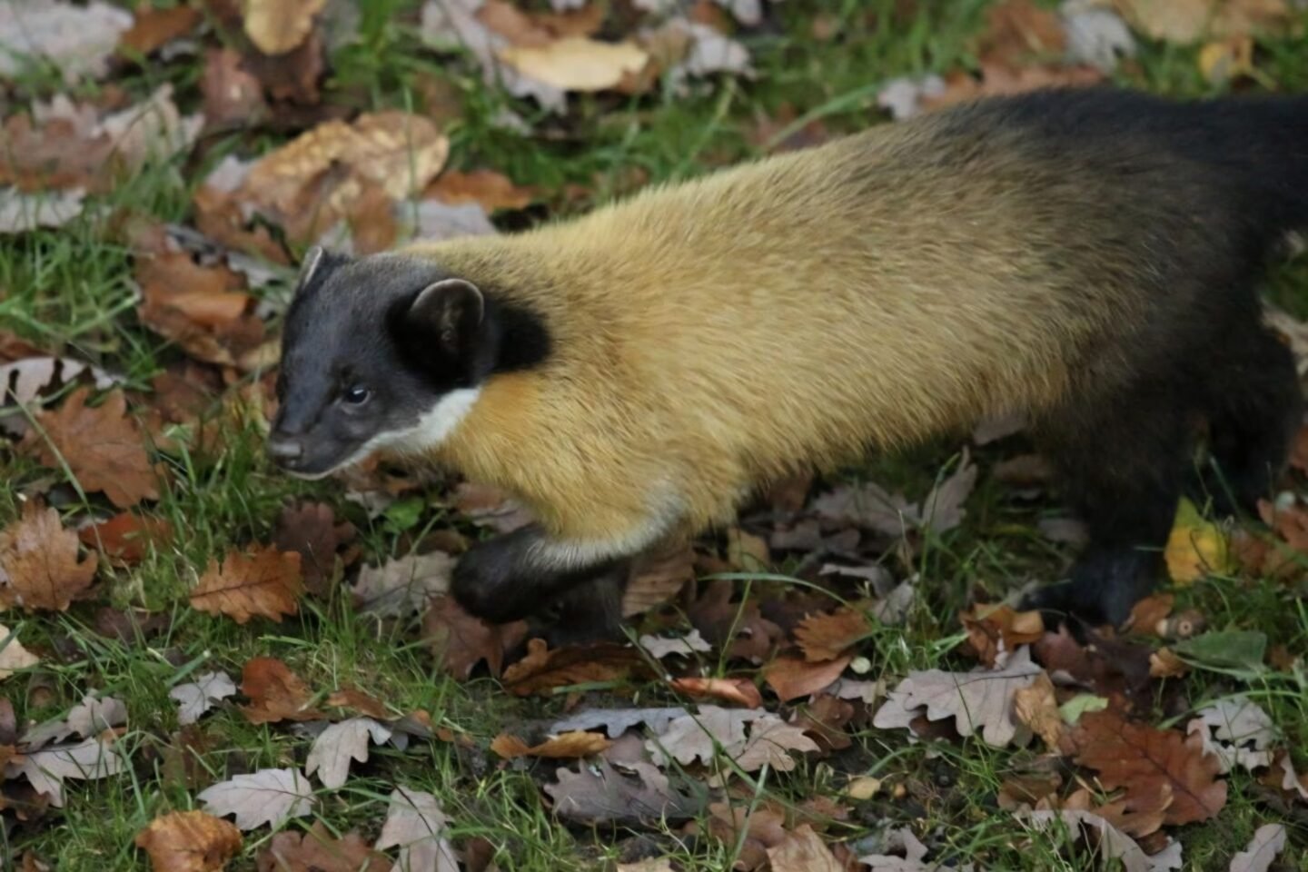Korea declares yellow-throated marten endangered species as habitats shrink