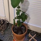 Mutant kkaennip / perilla