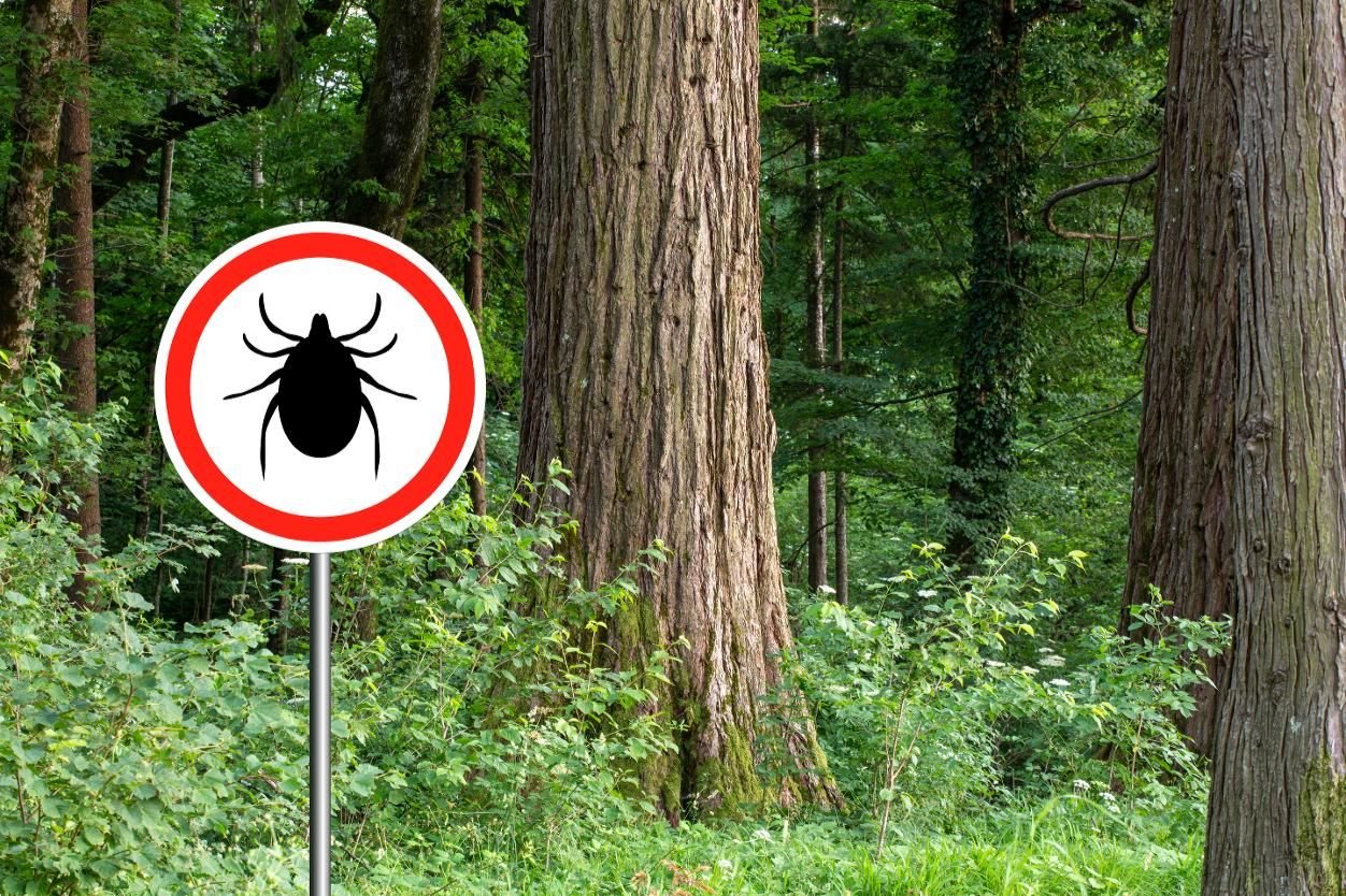 Seoul expands tick surveillance to prevent infection surge during autumn