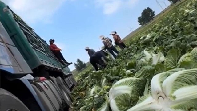 “Carcinogen Used on Chinese Cabbages” Sparks Controversy… What About Exports to Korea?